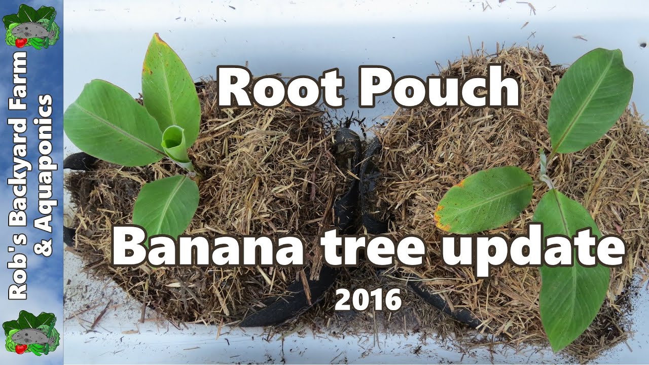 Growing Bananas in Containers - Root Pouch Banana tree update 2016