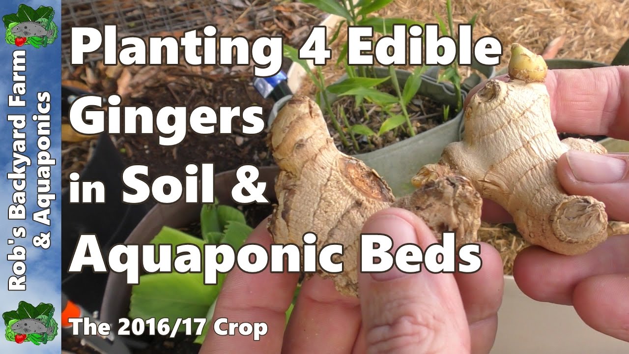 Growing Ginger - 4 Edible Gingers into Wicking & Aquaponic Beds 2016