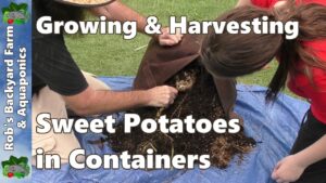 Growing & Harvesting Sweet Potatoes in Containers