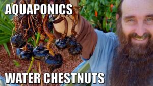 Growing & Harvesting Water Chestnuts in Aquaponics