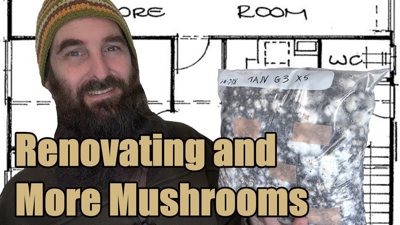 Growing More Oyster Mushrooms & Renovation Update
