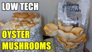 Growing Oyster Mushrooms | Low Tech Method