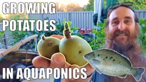 Growing Potatoes in Aquaponics