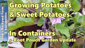 Growing Potatoes & Sweet Poatoes in Containers + Root Pouch Garden Update