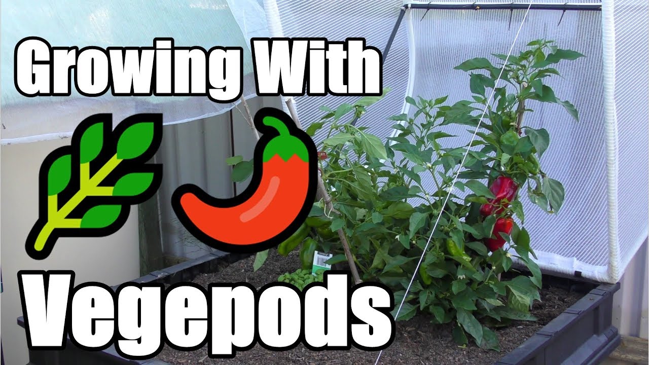 Growing With a Vegepods