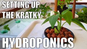 Growing With Kratky Hydroponics