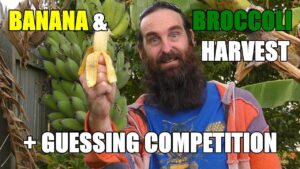 Guessing Competition, Vegepod, Winter Banana & Broccoli Harvests