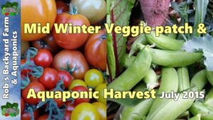 Harvest from our mid Winter Veggie patch & Aquaponic System. July 2015