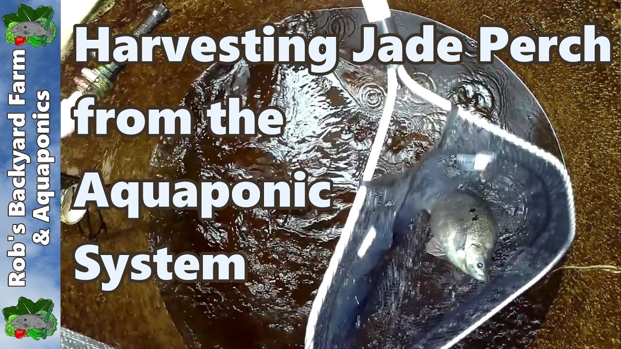 Harvesting Jade Perch from the Aquaponic System Using iki Jime