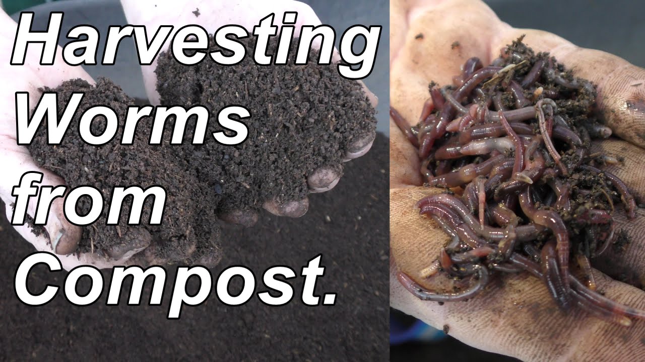 Harvesting Worms from Compost. Collecting Compost Worms for free.