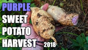Hawaiian Sunshine Sweet Potato Harvest | 2018