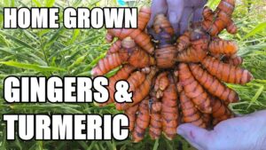 Home Grown Ginger & Turmeric Update | Soil & Aquaponically Grown Spice