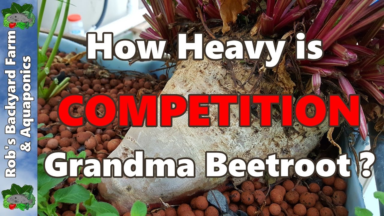 How Heavy Is Grandma Beetroot? A Guessing Comp. Closes 9th NOVEMBER 2016