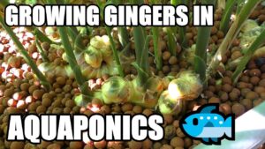 How To Grow Gingers in Aquaponics | Ginger Galangal & Turmeric