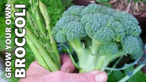 How to Grow & Harvest Broccoli