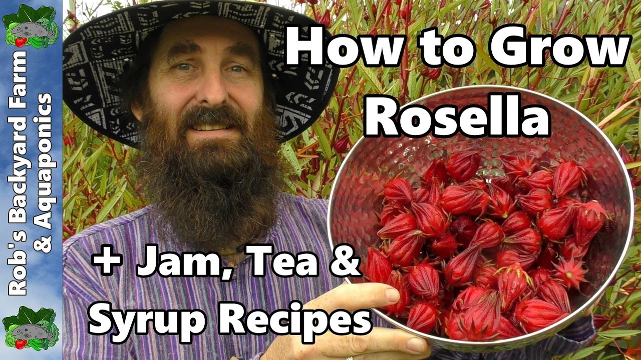 How to Grow Rosella AKA Jamaican Sorrel PLUS Jam, Tea & Syrup Recipes