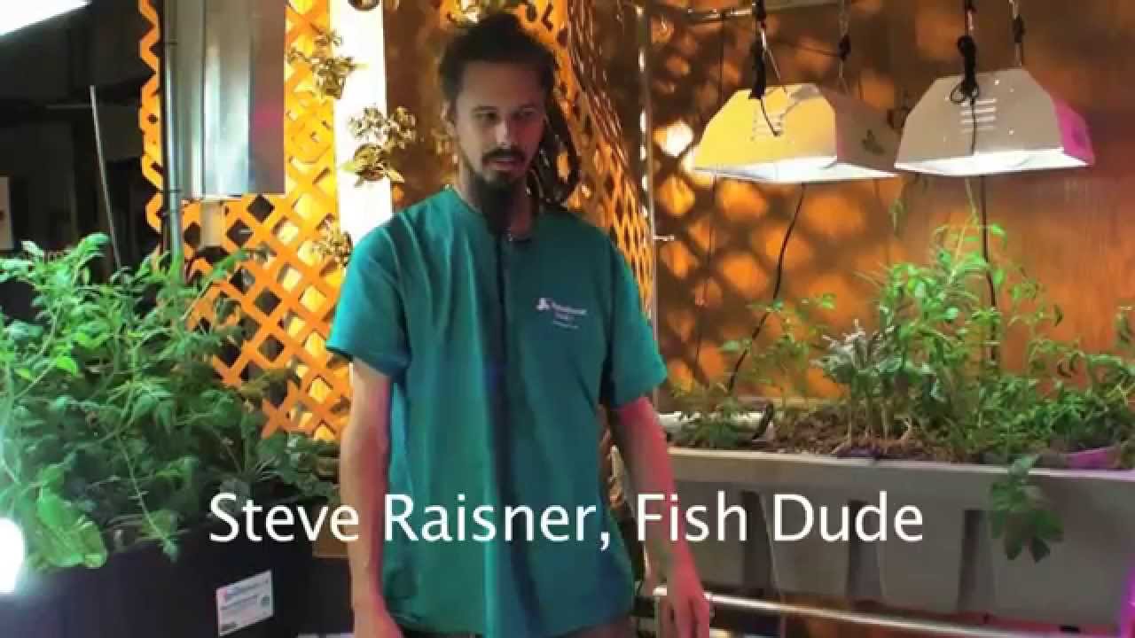 How to Introduce New Fish to your Aquaponic System