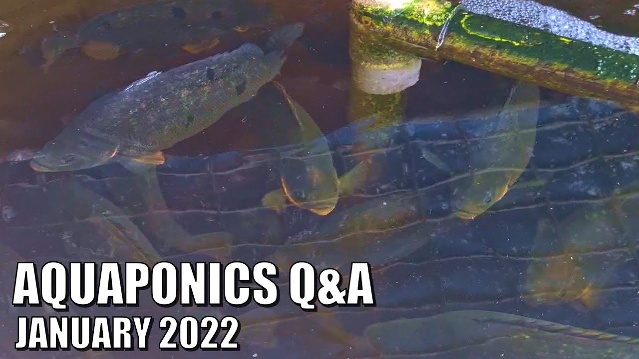 How to lower pH in Aquaponics Systems + More FAQ | January 2022