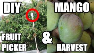How To Make a Fruit Picker + Mango Harvest