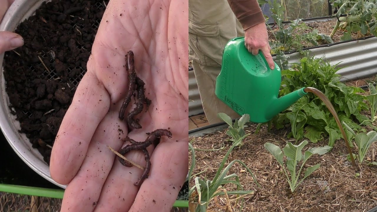 How to make Compost tea with Compost Cage & Worm Farm update.