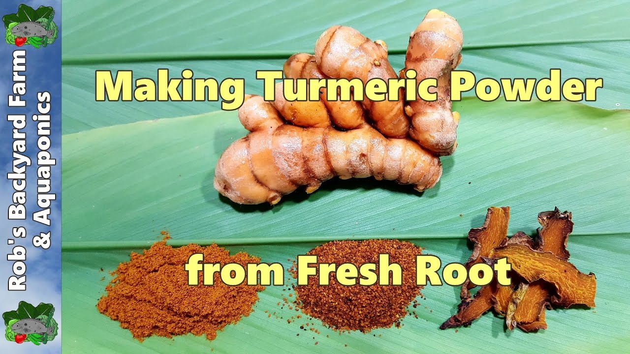 How to Make Turmeric Powder from Fresh Home Grown Root.