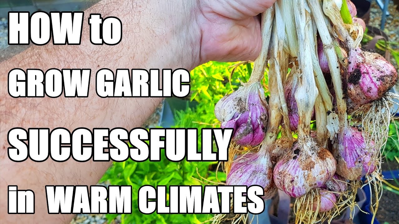 How to Plant & Grow Garlic in a Warm Climate - 2018 Crop