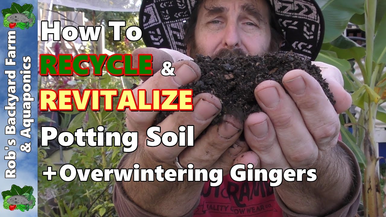 How to RECYCLE and REVITALIZE Potting Soil - Plus Overwintering Gingers