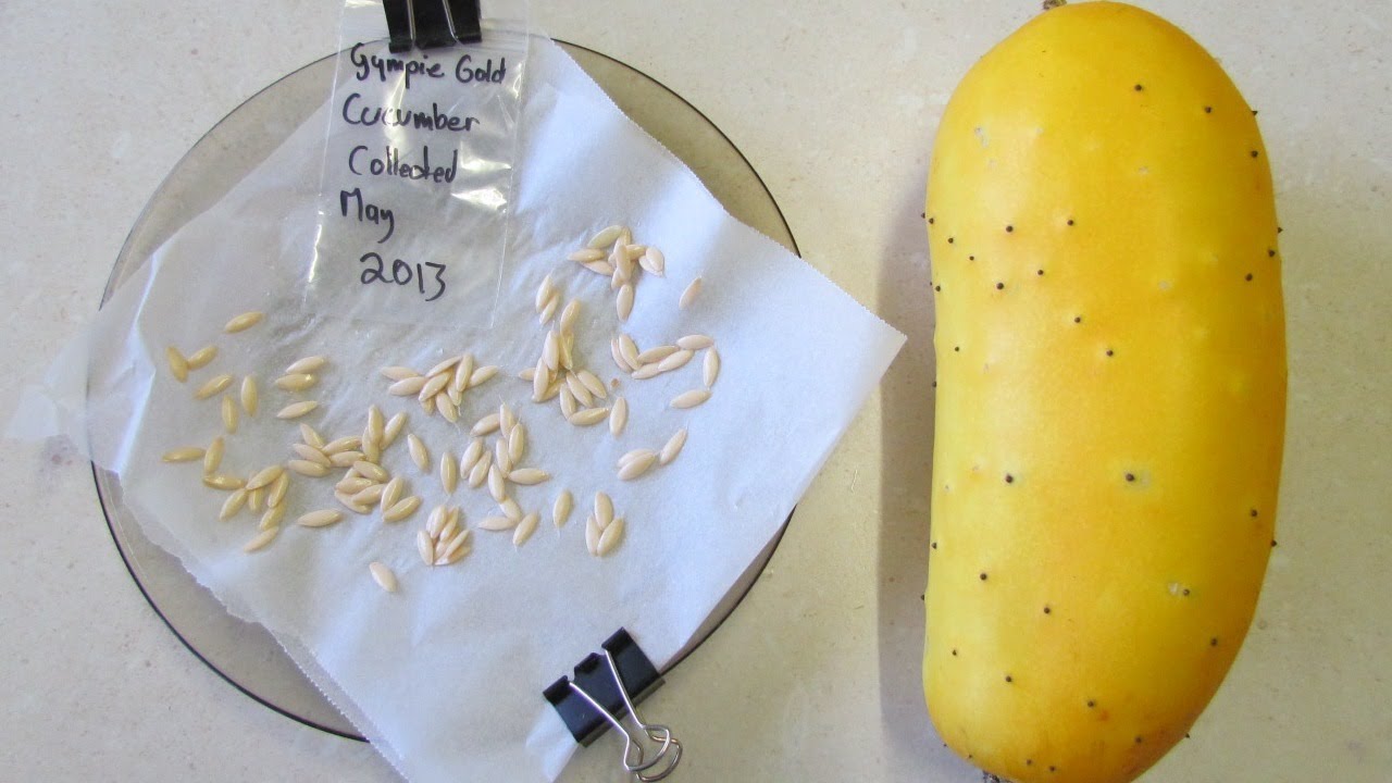 How to save cucumber seeds to grow & seed sharing..