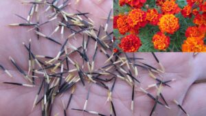 How to save French Marigold seeds, Tagetes patula..