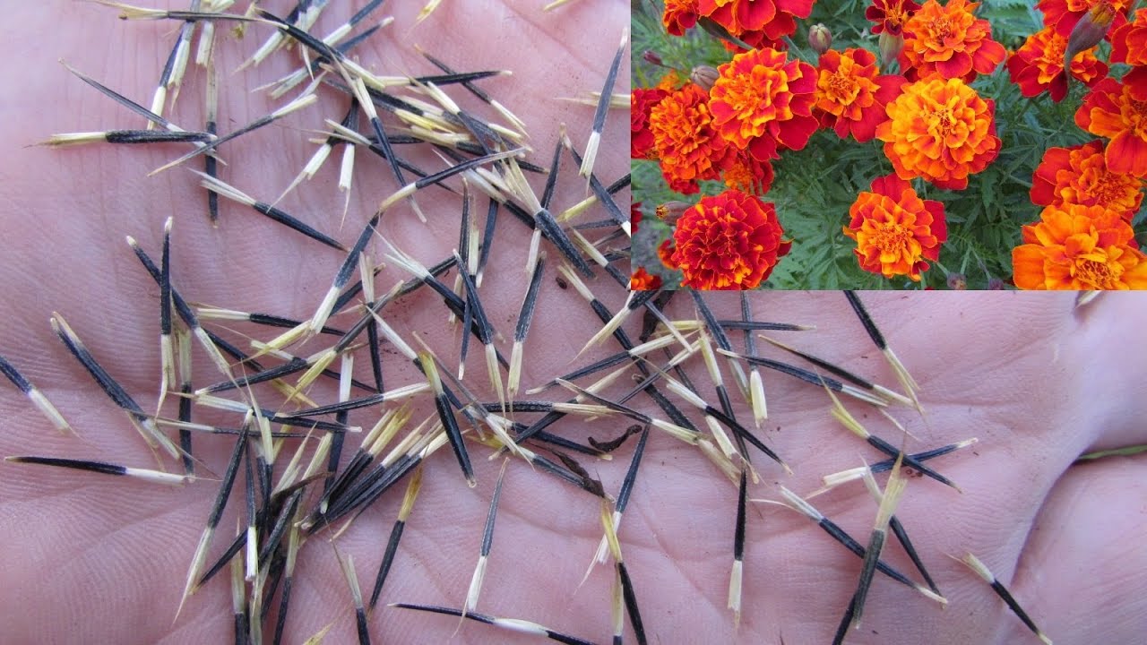 How to save French Marigold seeds, Tagetes patula..
