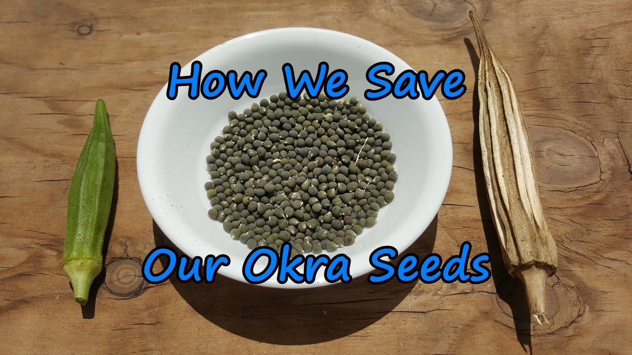 How to Save Okra Seeds. Easy to Save & Great to Share Around.  😊