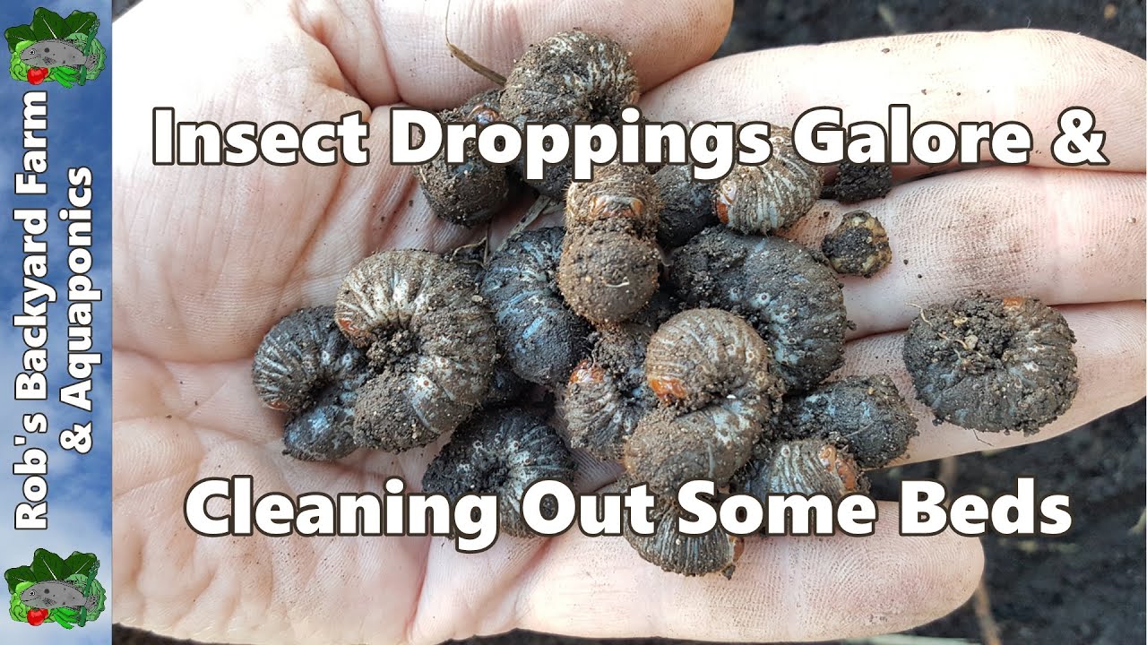 Insect Droppings Galore & Cleaning Out Some Beds