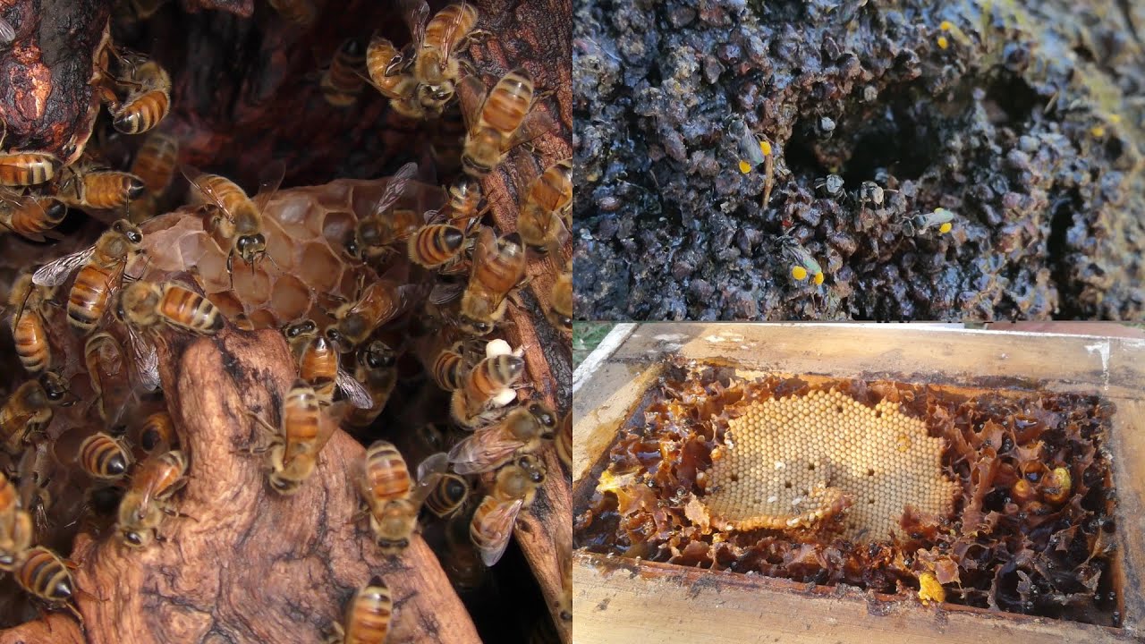 Italian & Australian native bee hives in the same tree.