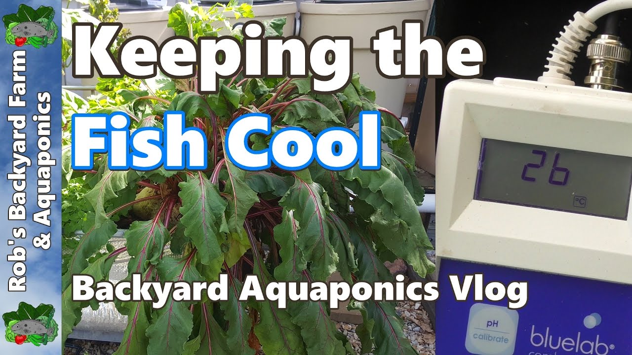 Keeping the Fish Cool in the Backyard Aquaponic System