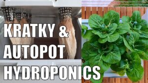 Kratky Hydroponics & New Autopot System