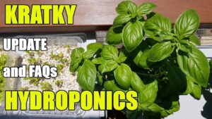 Kratky Hydroponics Progress & FAQs
