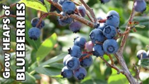 Growing Blueberries in Containers | Fertilising, Acidifying the Soil & Overwintering