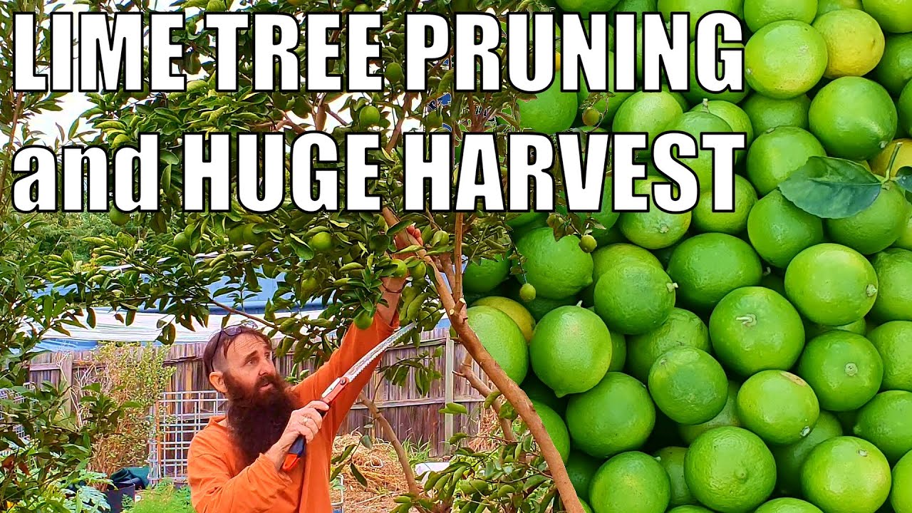MASSIVE Tahitian Lime HARVEST & Pruning Tips