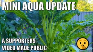 Mini Aquaponics System Update | Videos Ideas Please & Early Spring Update