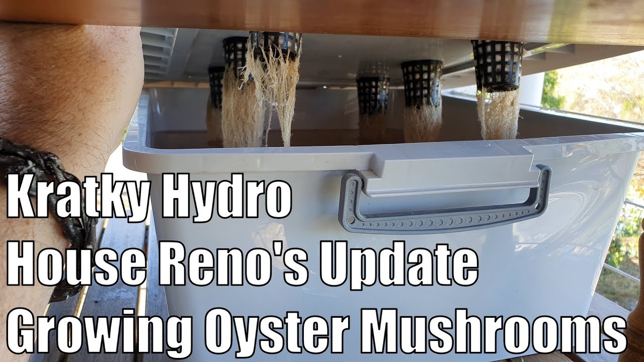 Mini Update on the Kratky, House Renovations & Oyster Mushrooms