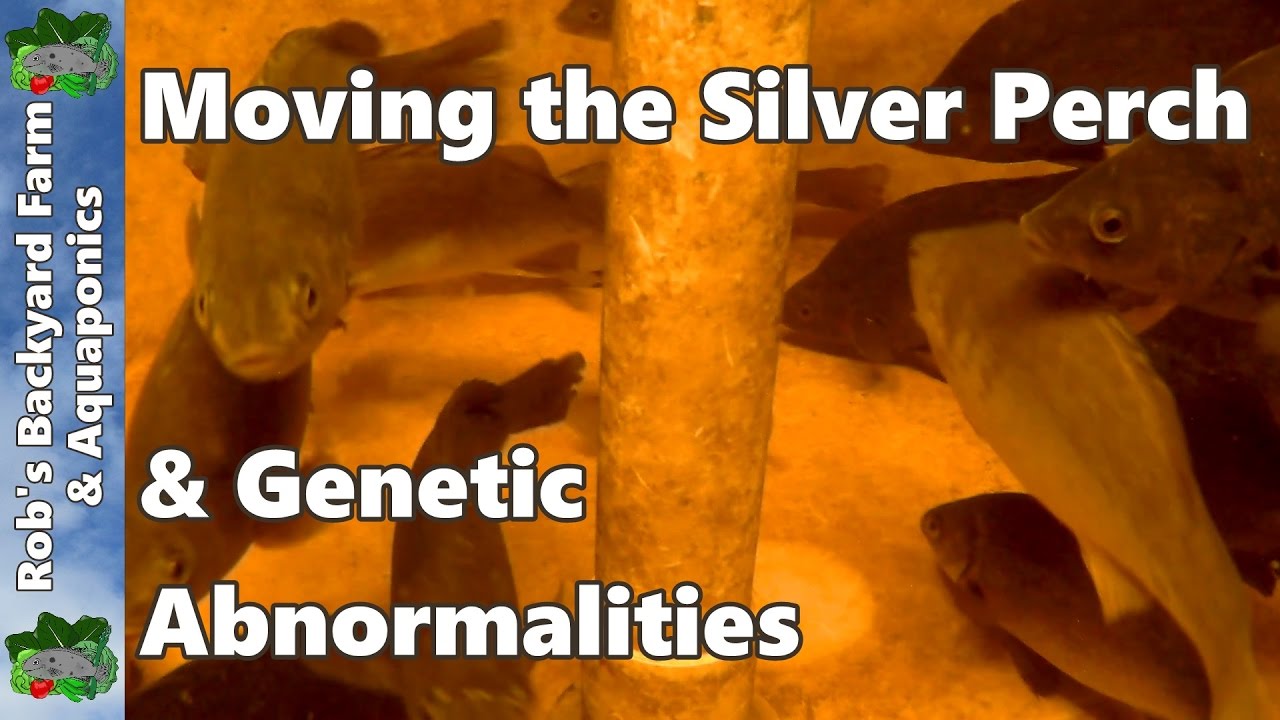 Moving the Silver Perch & Genetic Abnormalities. An Aquaponics Update