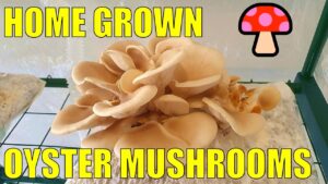Growing Mushrooms on Cat Litter  - How We Make then Feed Fruiting Bags For a 2nd Harvest