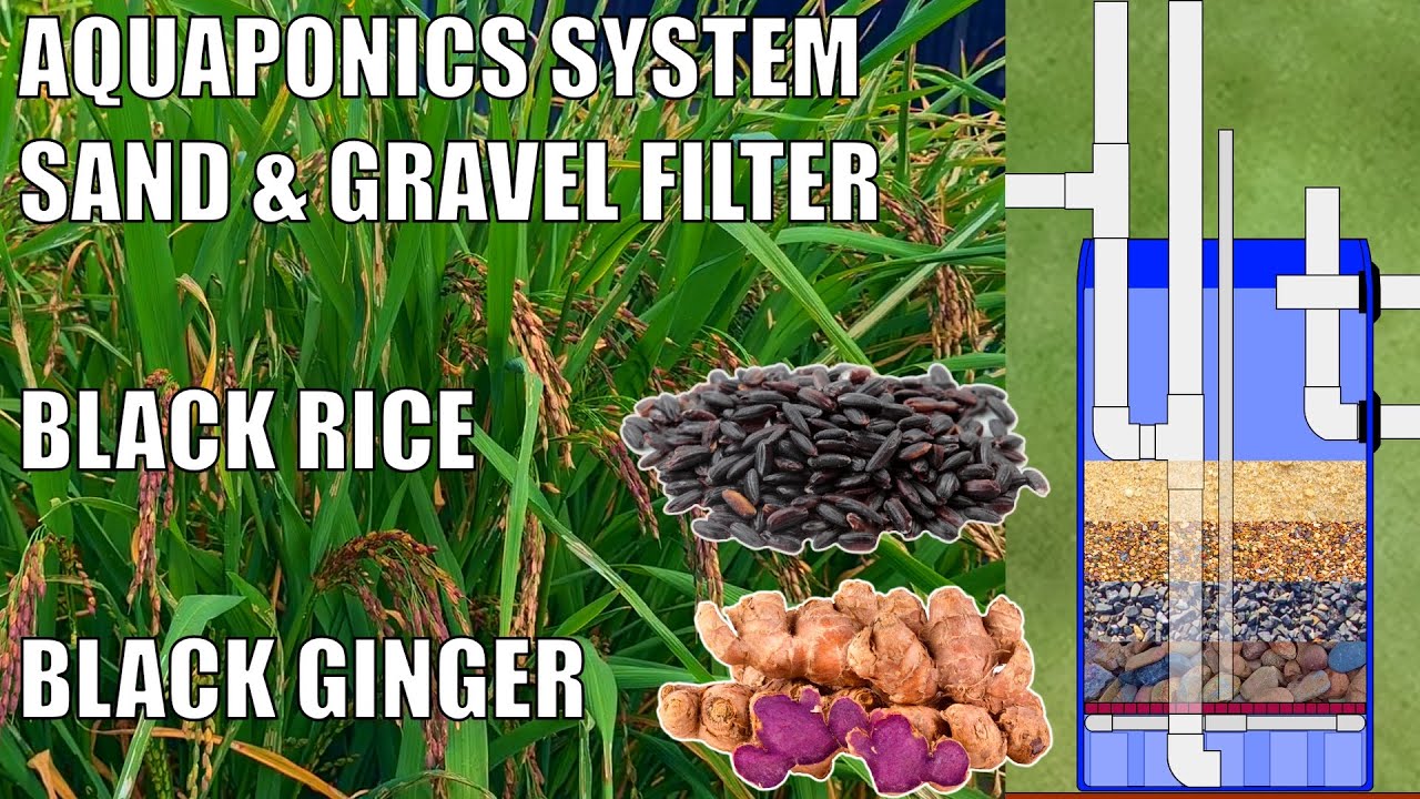 Aquaponics Sand & Gravel Filter + Terry's Aquaponics System with Black Rice & Black Ginger