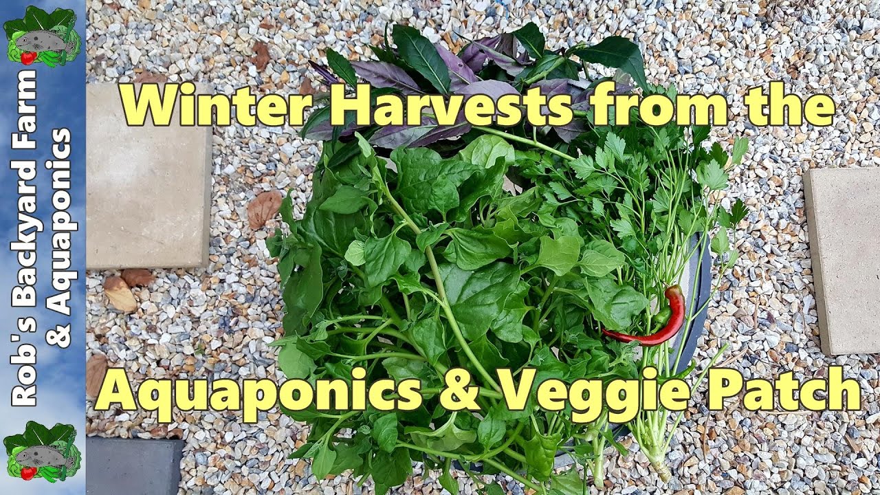 "What are you picking from the patch Rob?" Winter Harvests from the Aquaponics & Veggie Patch