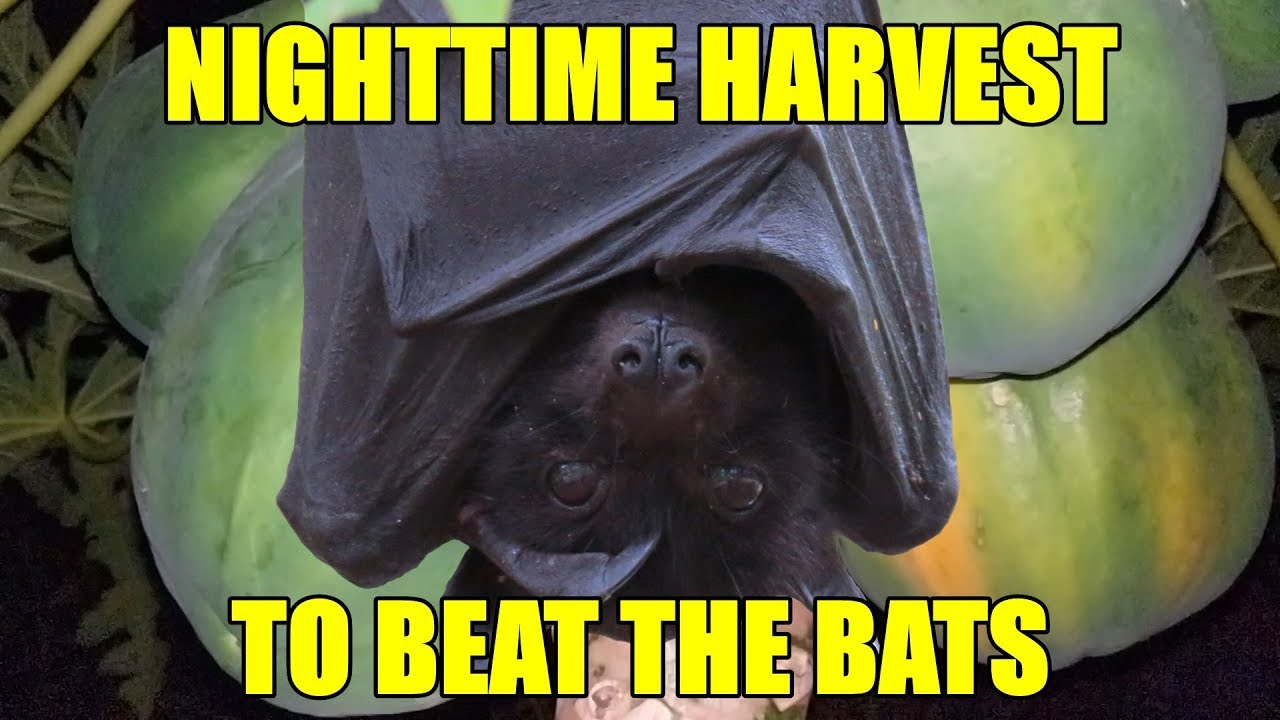 Night-Time Papaya Harvest | Trying to Beat the Bats