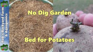 No Dig garden bed for Potatoes..