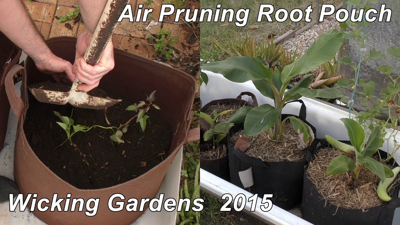 Air pruning Root Pouch Wicking Gardens. Sowing carrot seeds, planting slips & some spuds.