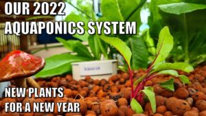 Our Aquaponics System A New Year & New Plants