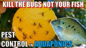 How to Control Pests in Aquaponics 🐟🌱🍓