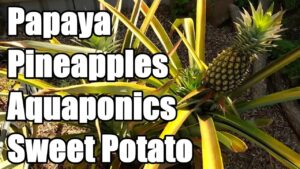 Growing Pineapples, Papaya, Sweet Potatoes & Aquaponics | Backyard Farm Update